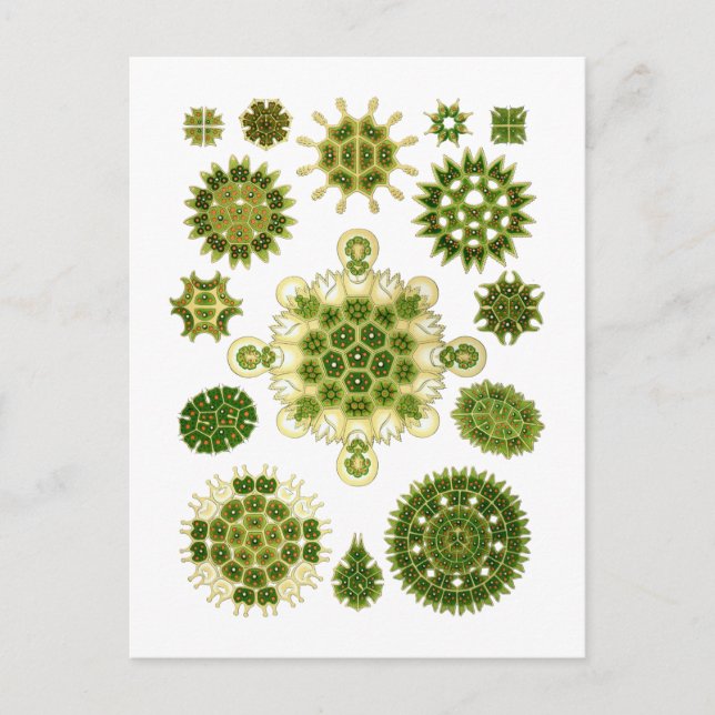 Cartão Postal Algas (Frente)