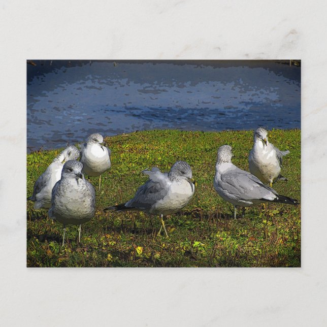 Cartão Postal Algas (Frente)