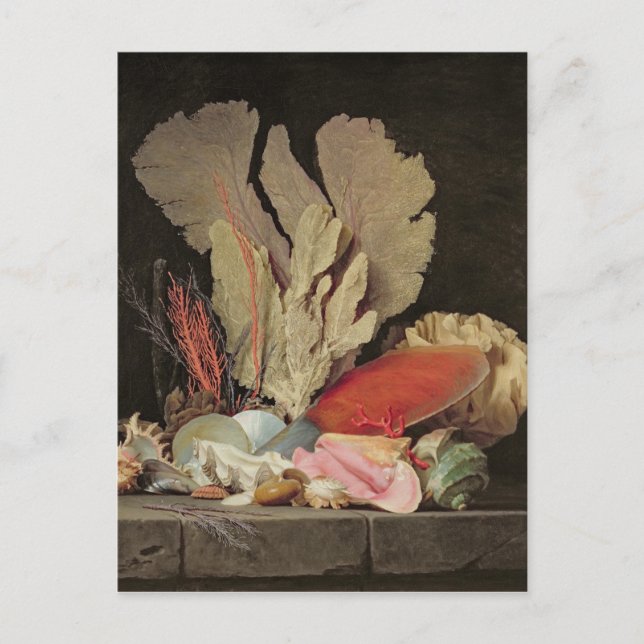 Cartão Postal Algas marinhas, litófitas e conchas (Frente)