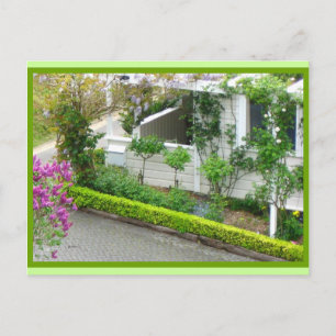 Cartão Postal Algodão Branco em Jardins Botânicos, Nova Zelândia