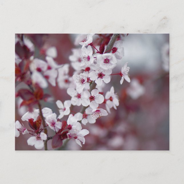 Cartão Postal Alguém pediu um bolo? (Frente)