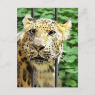 Cartão Postal Alguma vez teve um desses dias?