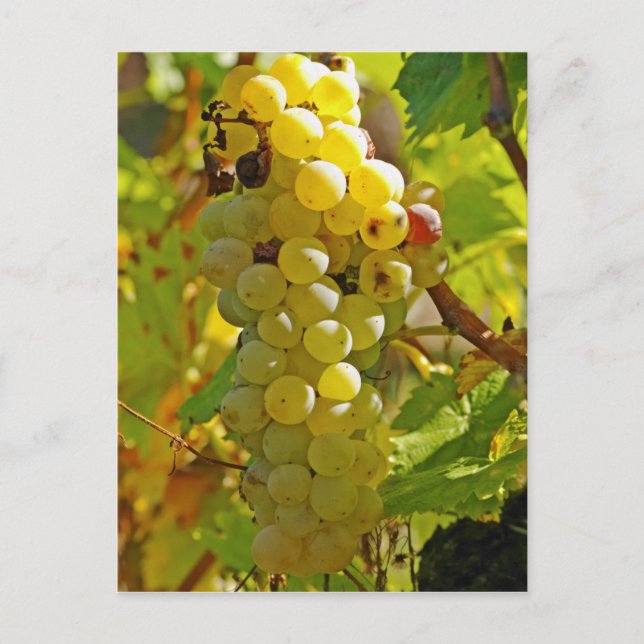 Cartão Postal Algumas Chasselas na vinha - plantadas há muito (Frente)