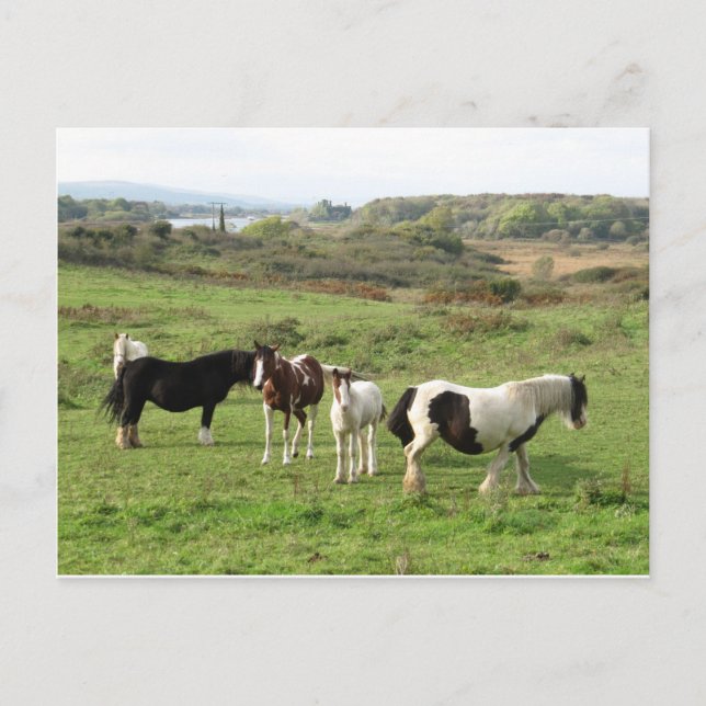 Cartão Postal Alguns Cavalos (Frente)