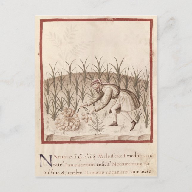 Cartão Postal Alho de colheita (Frente)