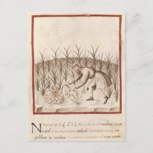 Cartão Postal Alho de colheita