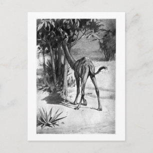 Cartão Postal Alice B. Madeira: Altecamelus art poscard