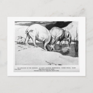 Cartão Postal Alice B. Madeira: Cartaz de arte moeritherium