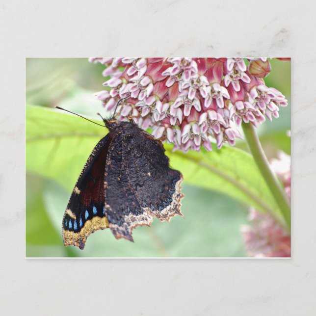 Cartão Postal Alimentação com borboletas (Frente)