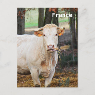 Cartão Postal Alimentação de vaca em França