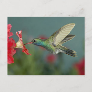 Cartão Postal alimentação masculina com Petunia, Madera Canyon, 