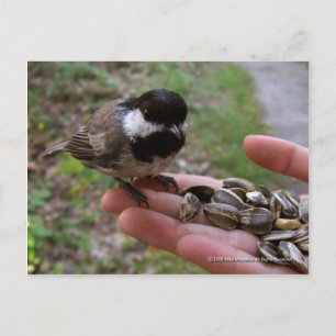 Cartão Postal Alimentando As Aves