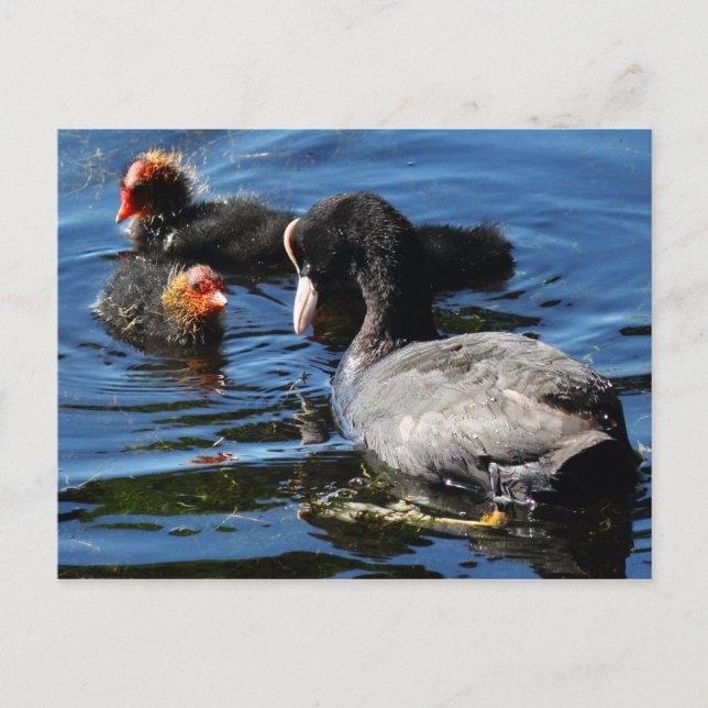 Cartão Postal Alimentando bebês (Frente)