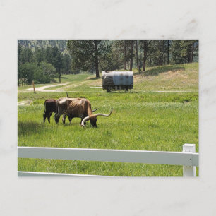 Cartão Postal Alimentando Longhorns em um Rancho