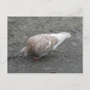 Cartão Postal Alimentando pombo