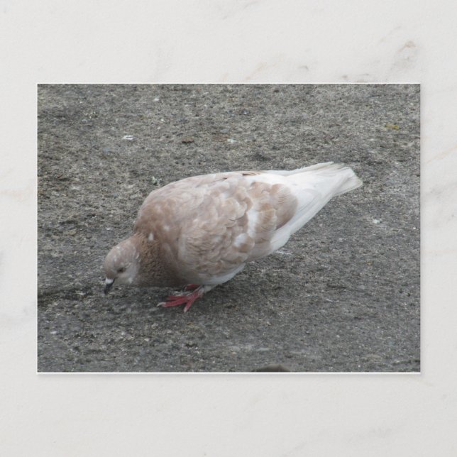Cartão Postal Alimentando pombo (Frente)