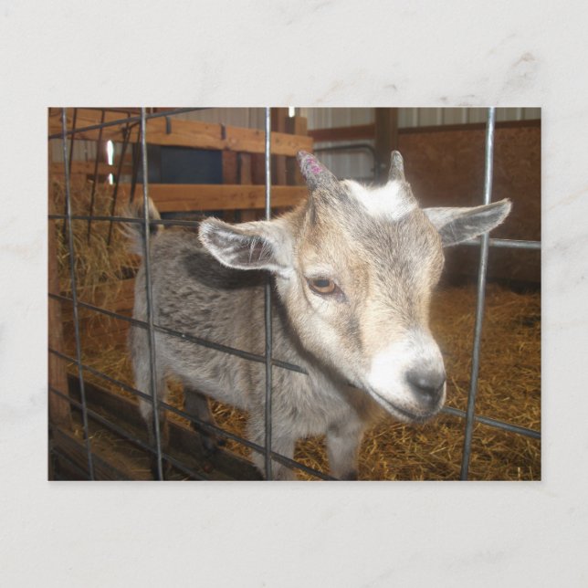 Cartão Postal Alimente-me! (Frente)