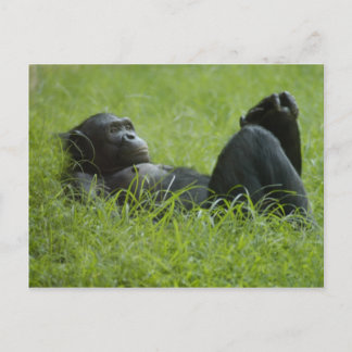 Cartão Postal Alivio de stress