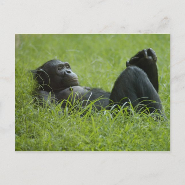 Cartão Postal Alivio de stress (Frente)