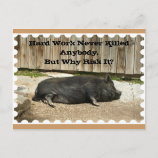 Cartão Postal All Occasion Postcard with Pot Bellied Pig