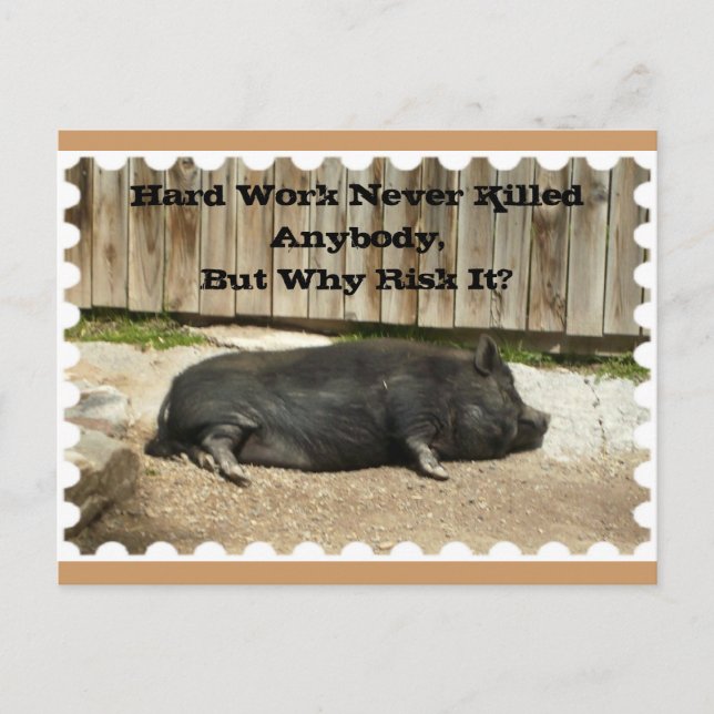 Cartão Postal All Occasion Postcard with Pot Bellied Pig (Frente)