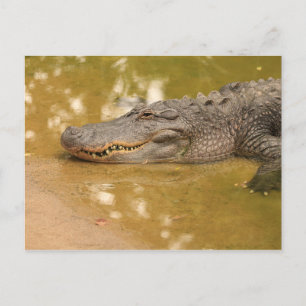 Cartão Postal Alligador