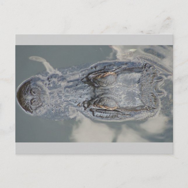 Cartão Postal Alligador (Frente)