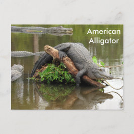Cartão Postal Alligador Americano - Cartão-postal de Aprendizado