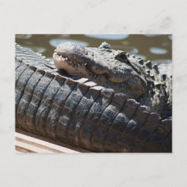 Cartão Postal Alligador de Repouso