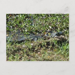 Cartão Postal Alligador do pântano da Louisiana em Jean Lafitte