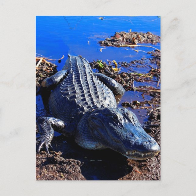 Cartão Postal Alligador Everglades (Frente)