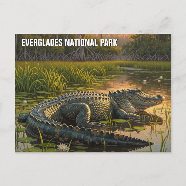 Cartão Postal Alligador no Parque Nacional de Everglades (Frente)