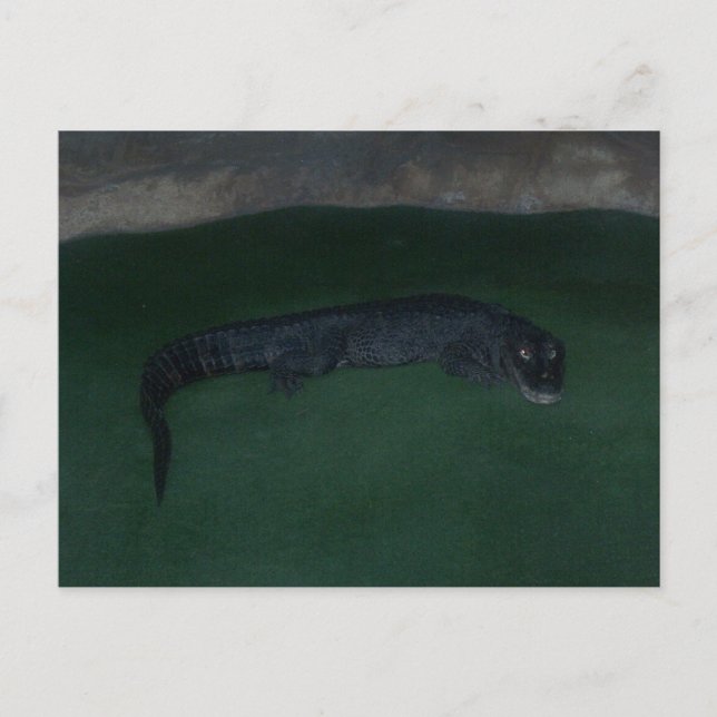 Cartão Postal Alligador - O que há na Escuridão? (Frente)