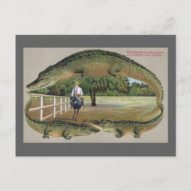 Cartão Postal Alligadores e Fazendas de avestruz na Flórida (Frente)