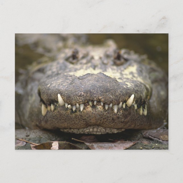 Cartão Postal Alligator americano (Frente)