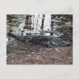 Cartão postal Alligator Americano