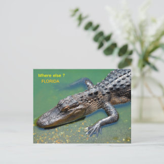 Cartão Postal Alligator at florida