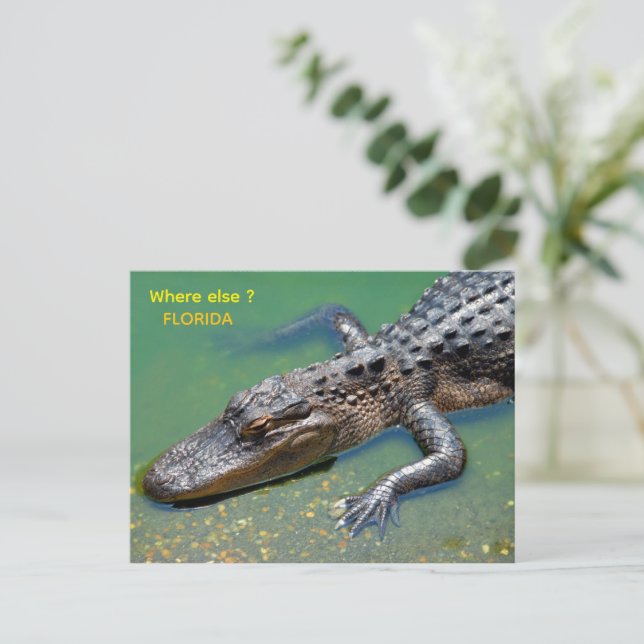 Cartão Postal Alligator at florida (Em pé/Frente)
