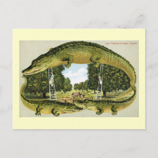 Cartão Postal Alligator Border Picking Oranges, Florida Vintage