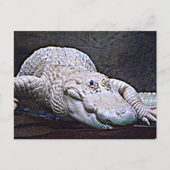 Cartão Postal Alligator Branco da Louisiana (Frente)