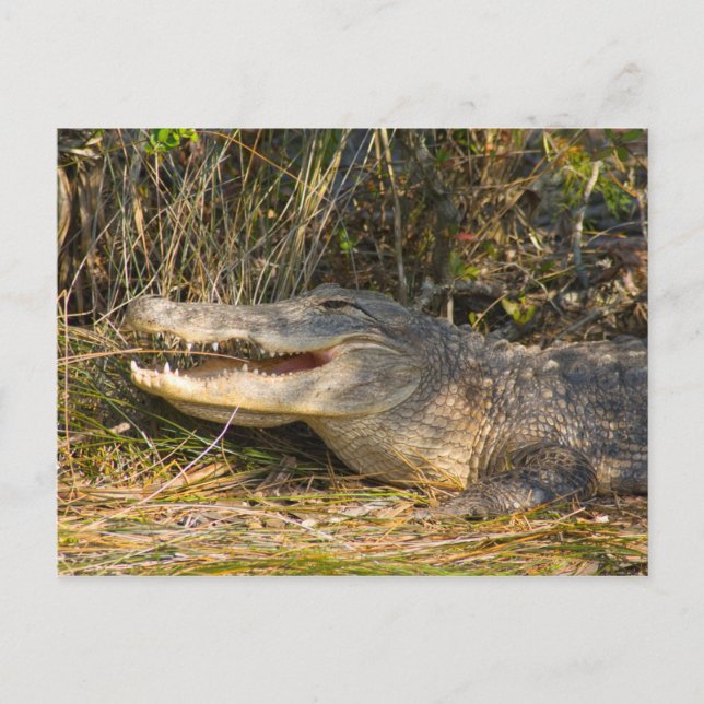 Cartão Postal Alligator, Canaveral National Seashore, Florida (Frente)
