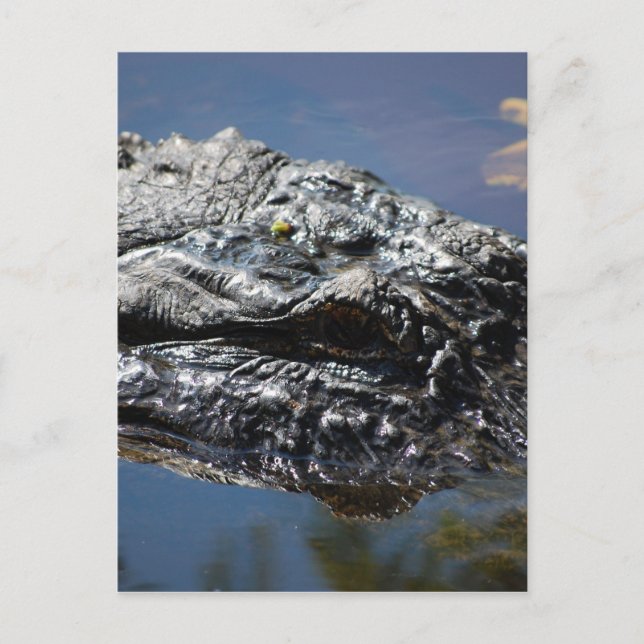 Cartão Postal Alligator da Carolina do Norte (Frente)