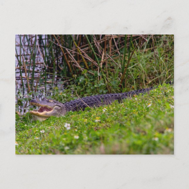 Cartão Postal Alligator Flórida Wetlands Fotografia (Frente)