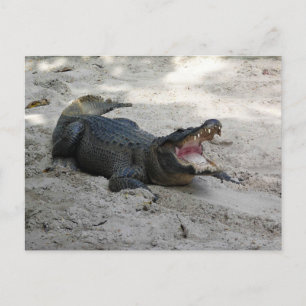 Cartão Postal Alligator, Fort Lauderdale, Florida