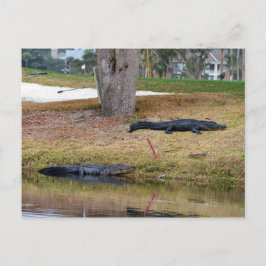 Cartão Postal Alligator Hazard no Curso Golfe