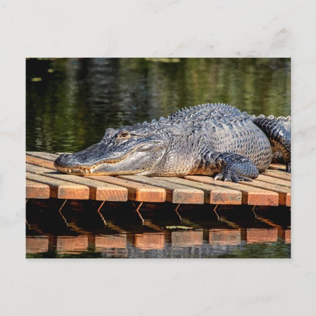 Cartão Postal Alligator no Parque Estadual da Vida Selvagem de H (Frente)