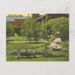 Cartão Postal ALLIGATOR POWER, Antiga Flórida