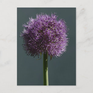 Cartão Postal Allium