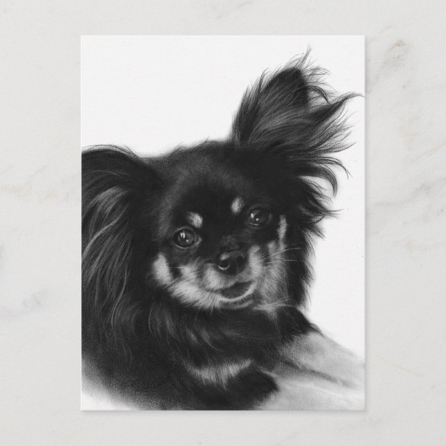 Cartão Postal Alma Doce - Trabalho de arte Chihuahua Pintado à M (Frente)