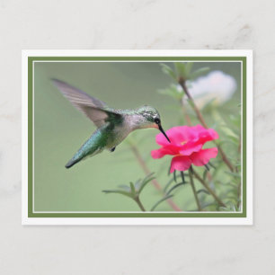 Cartão Postal Almoço de Cobertura